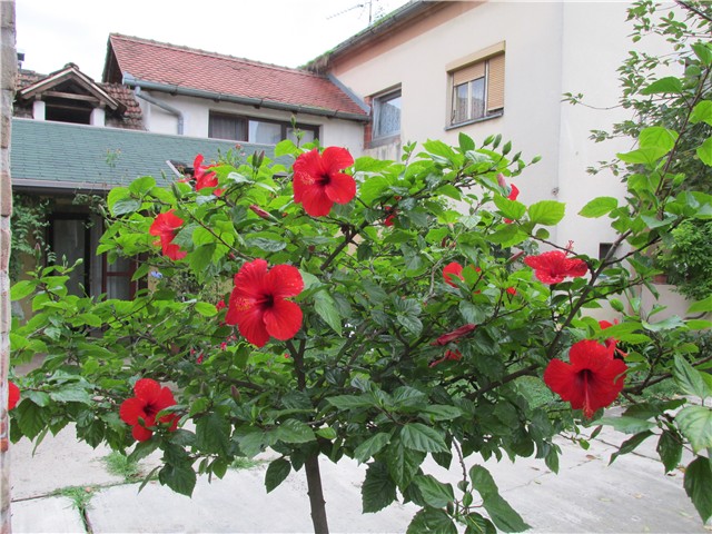 hibiskus